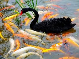 Black Swan in chengdu panda base